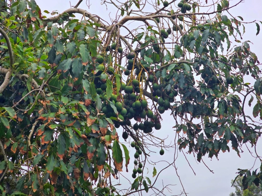 Commercial Property for Sale in Sedgefield Rural Western Cape